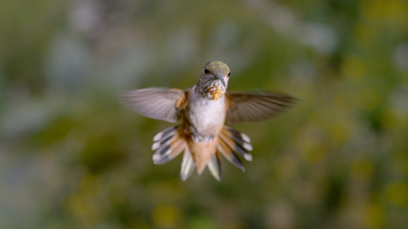 Każda mała rzecz - okładka