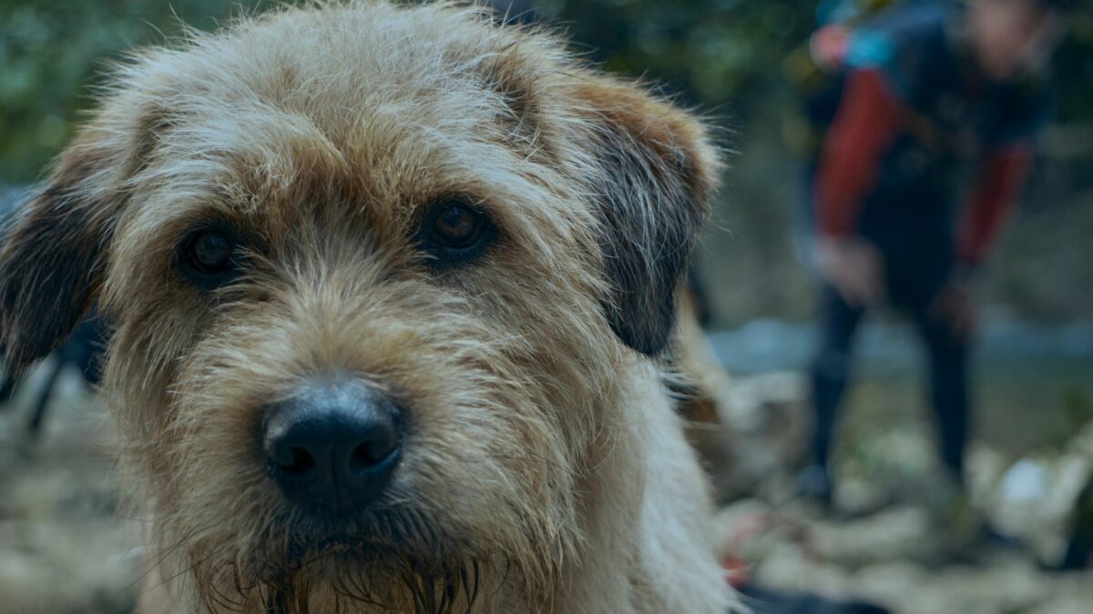 Pies na spacerze w lesie, za nim widać właściciela.