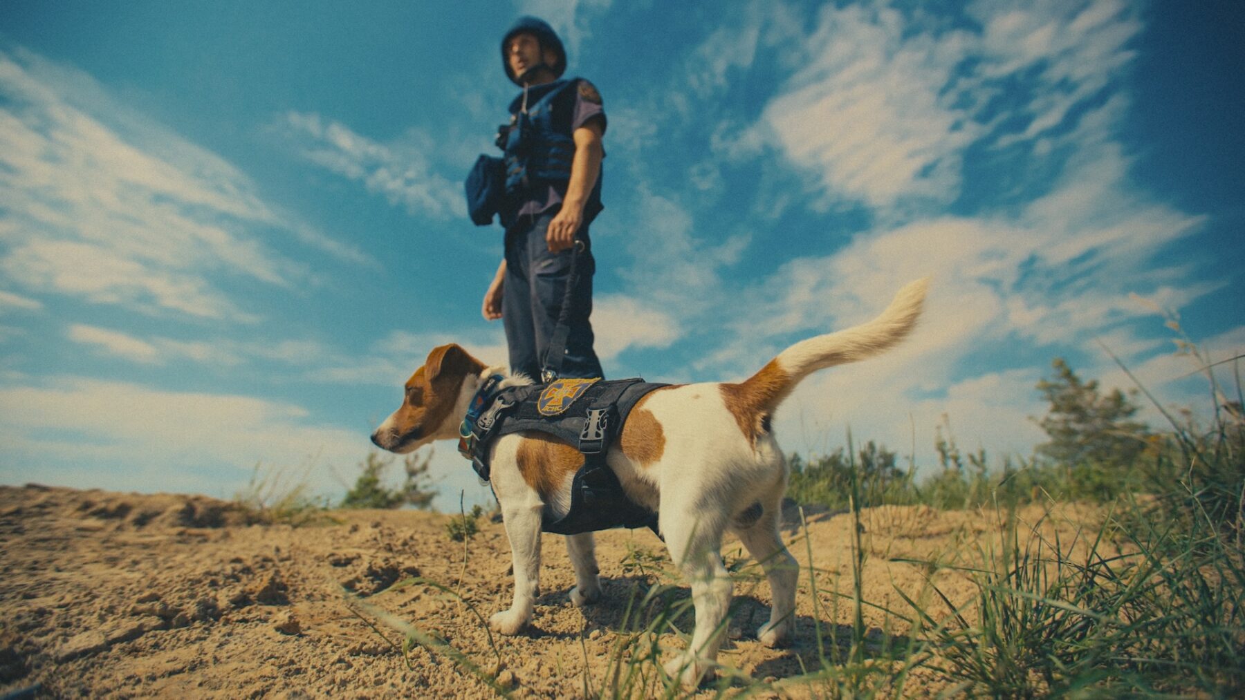My, nasze zwierzęta i wojna - okładka