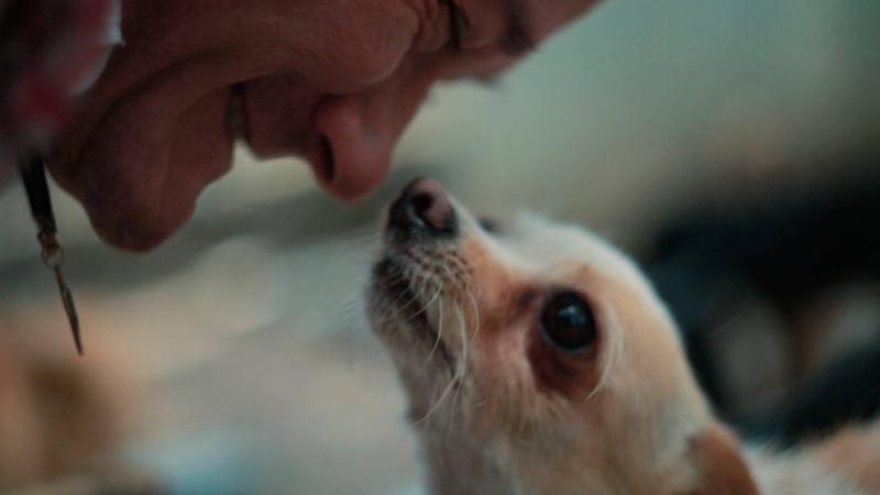 Wszystko Ma Żyć - okładka