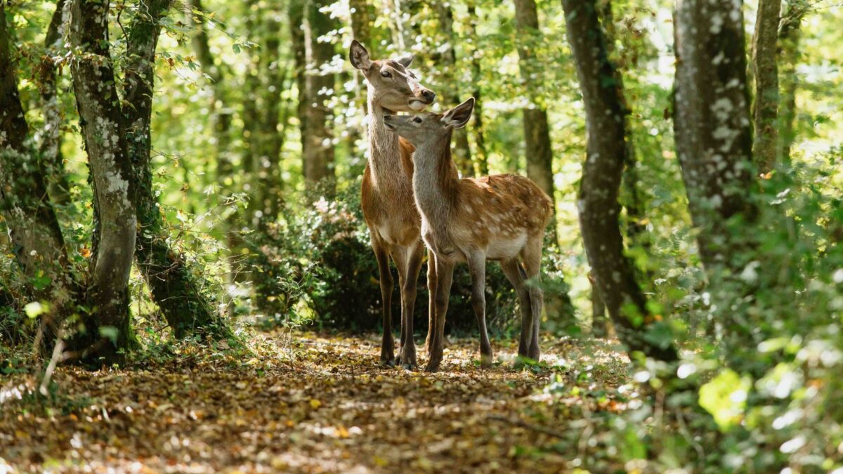 Dwie sarenki w lesie.