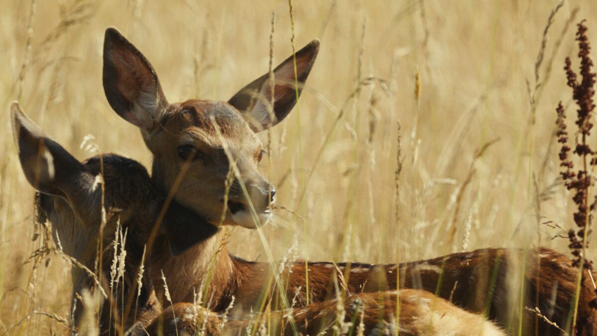 Dwie sarny wylegują się na łące w pełnym słońcu.