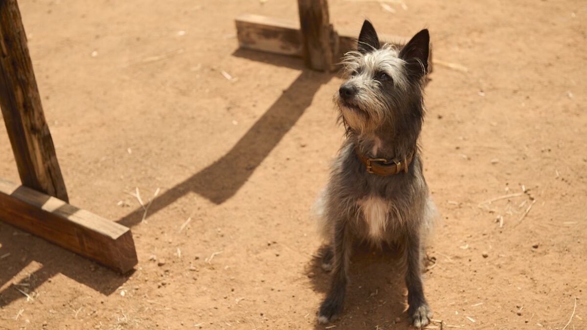 Pies czekający na swojego właściciela.