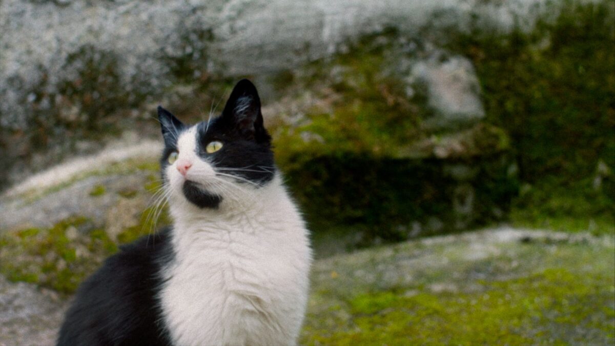 Kadr filmu dokumentalnego z 22 edycji festiwalu filmów dokumentalnych.