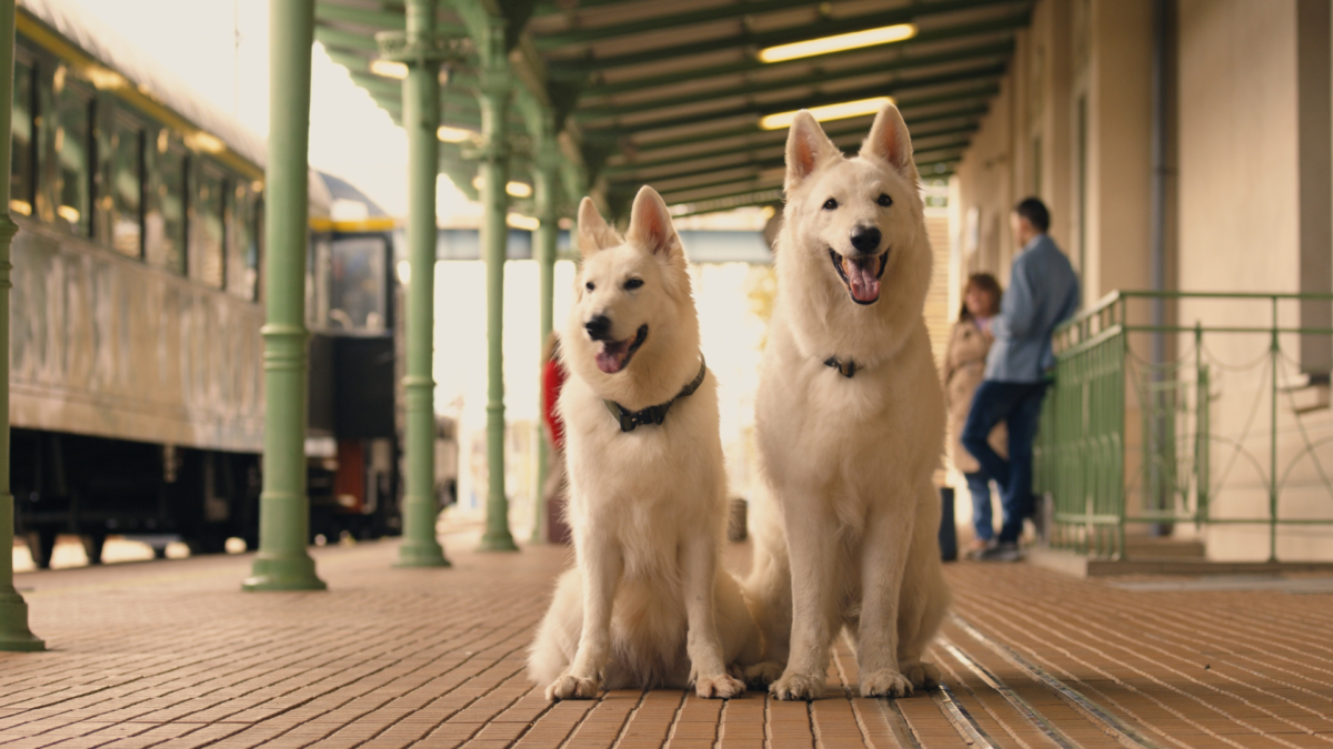 O psie, który jeździł koleją 2 - kadr 2