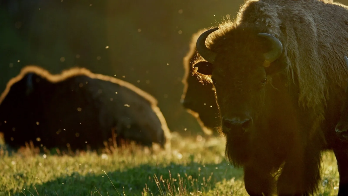 Bring them home - kadr 1