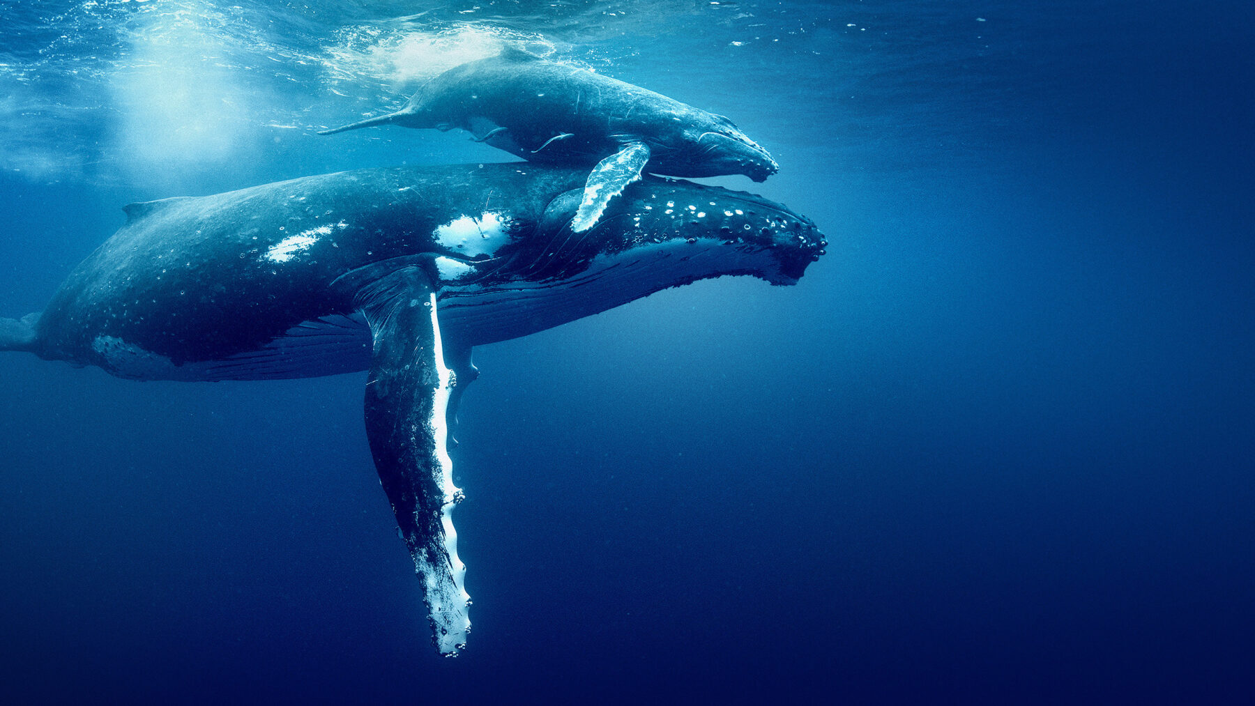 DAVID ATTENBOROUGH: ŚWIAT OCEANÓW - okładka