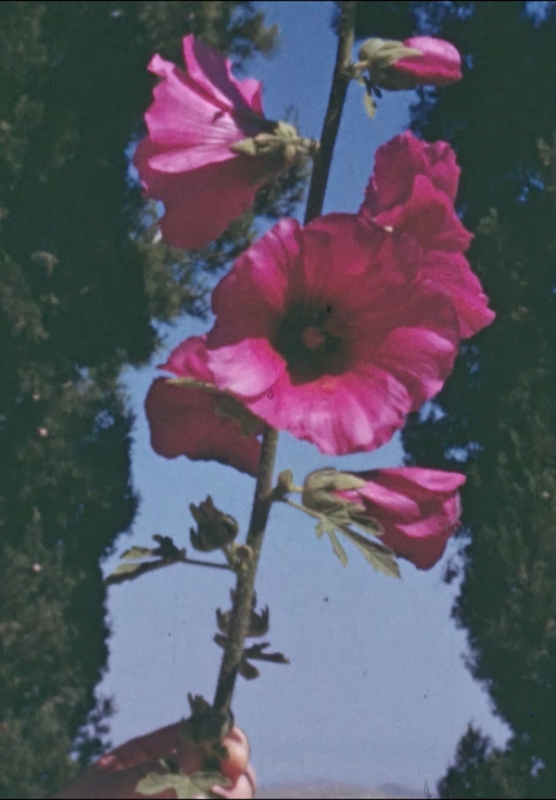 BAFTA SHORTS 2025 - okładka