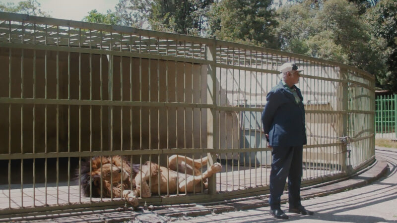 Pomiędzy woskiem i złotem - okładka