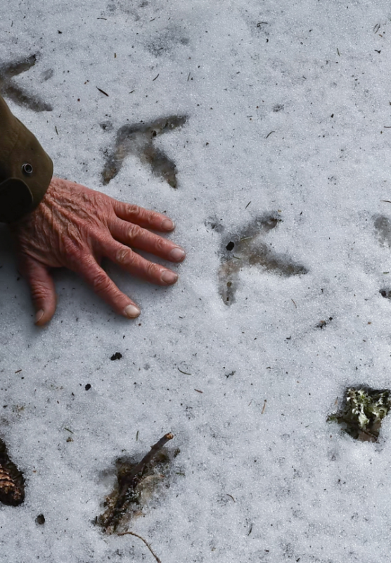 Pieśni lasu - okładka