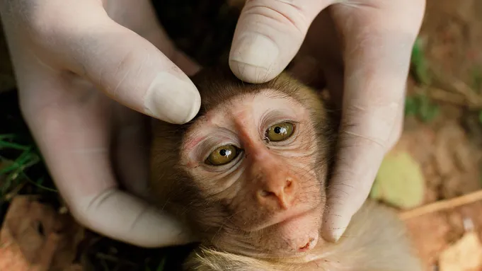 Istoty czujące - okładka