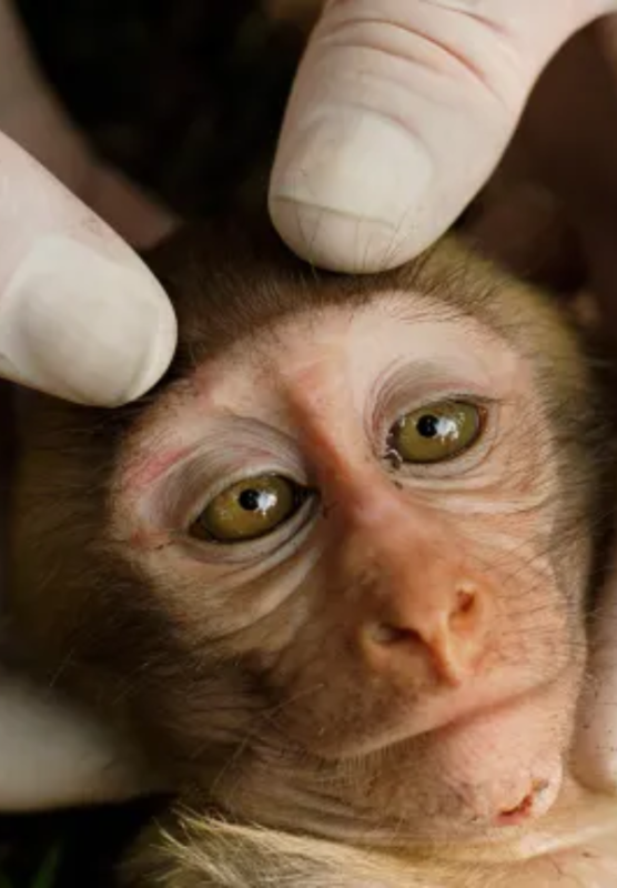 Istoty czujące - okładka