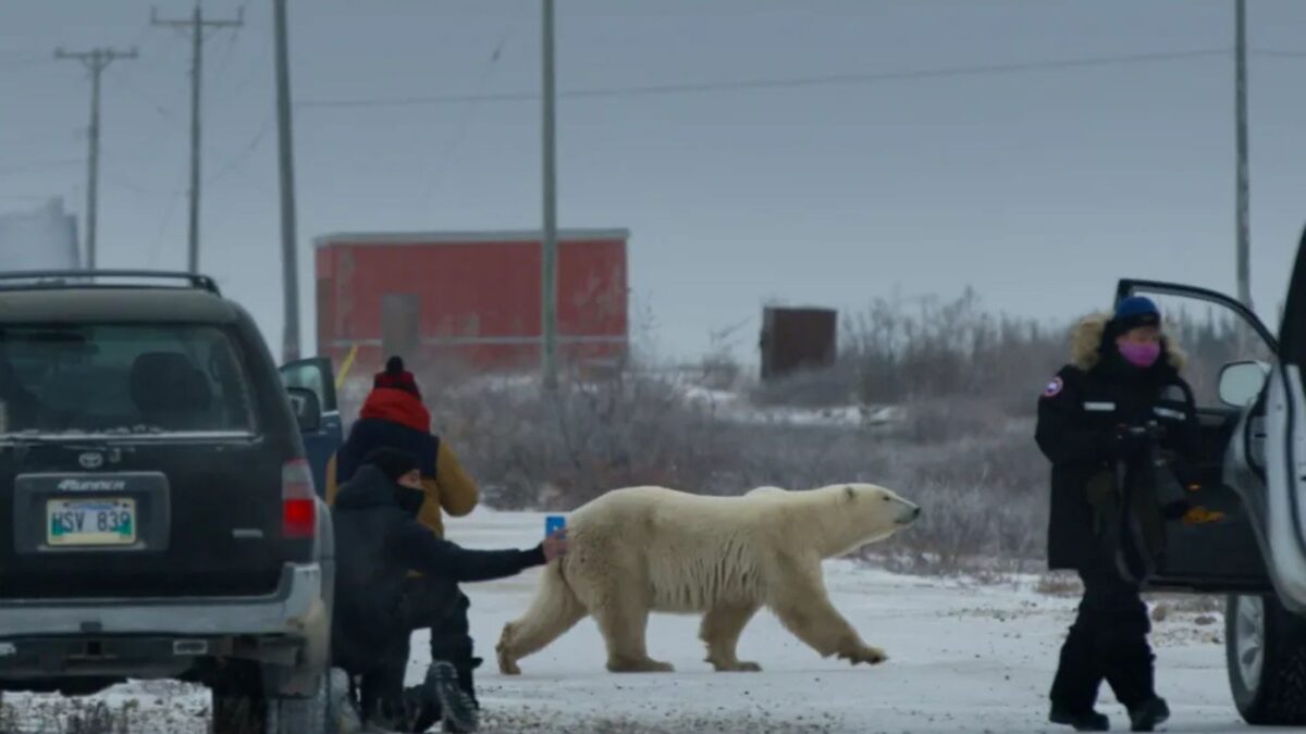 Kłopotliwy niedźwiedź - kadr 1