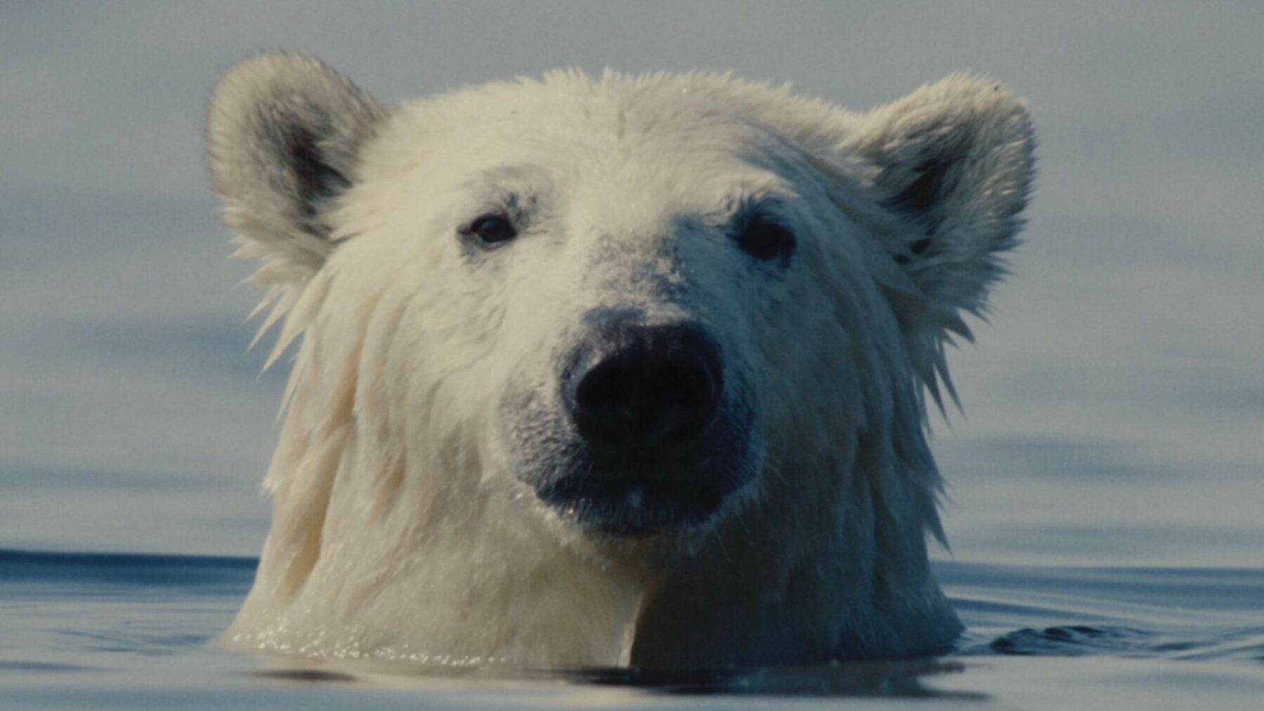 Kłopotliwy niedźwiedź - okładka