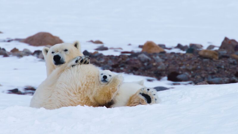 Niedźwiedzica - okładka