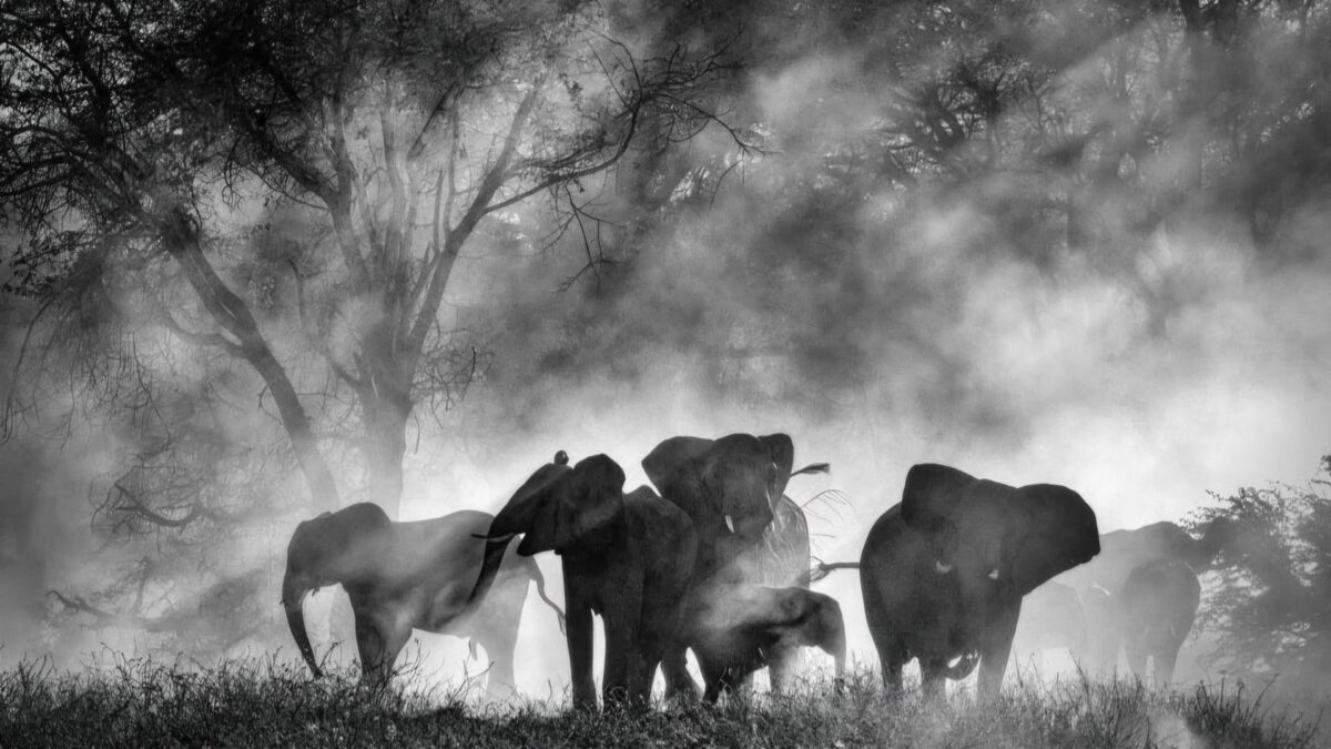 Sny o słoniach - kadr 2