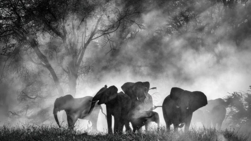 Sny o słoniach - okładka