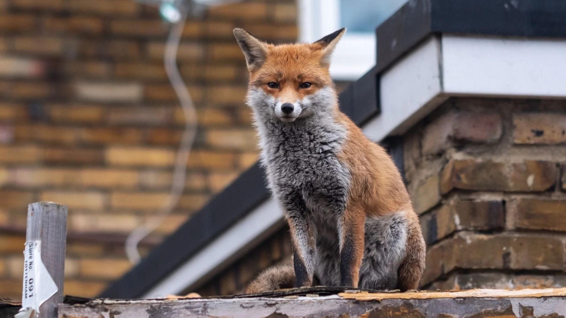 Londyn Davida Attenborough - okładka