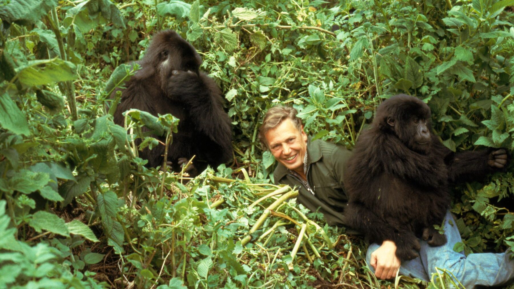 DAVID ATTENBOROUGH: POCZĄTEK WIELKIEJ PRZYGODY - okładka